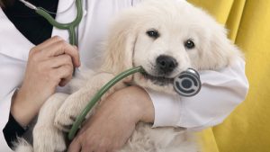 corsi per assistente veterinario