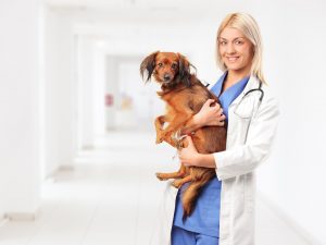 corsi per assistente veterinario